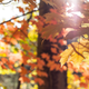 Illustration for article titled 48 Photos Of Autumn Around The World